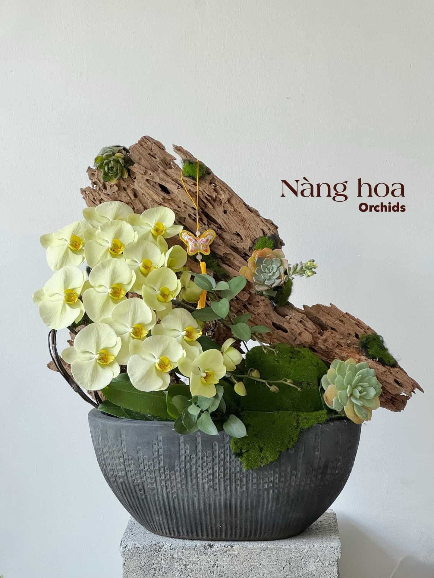 Hoa lan Gò Vấp